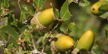 Coscoja / carrasca - Bellota (Quercus coccifera)