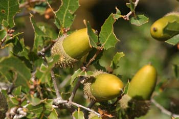 Coscoja / carrasca - Bellota (Quercus coccifera)