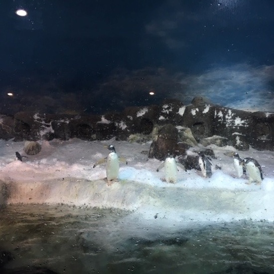 Parque de la Naturaleza. Faunia. 5º Curso. 21