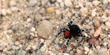 Araña moteada saltadora - Macho (Eresus niger)