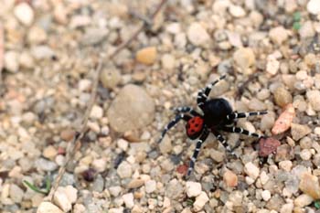 Araña moteada saltadora - Macho (Eresus niger)