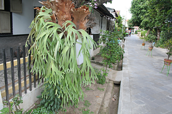 Oreja Kentongan, Jogyakarta, Indonesia