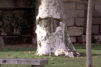 Plátano - Tronco (Platanus orientalis)