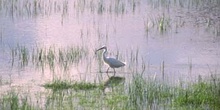 Garceta (Egretta garzetta)