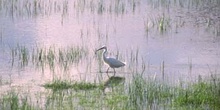 Garceta (Egretta garzetta)