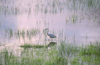 Garceta (Egretta garzetta)