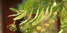 Tilo común - Flores (Tilia platyphyllos)