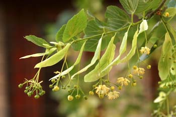 Tilo común - Flores (Tilia platyphyllos)