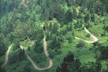 Abeto blanco - Bosque (Abies alba)