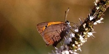 Manto violeta (Lycaena phaleas)
