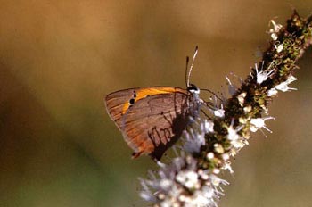 Manto violeta (Lycaena phaleas)