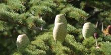 Cedro del Libano - Piñas (Cedrus libani)