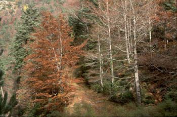 Haya - Bosque (Fagus silvatica)