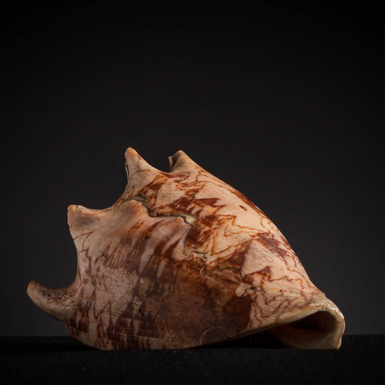 IES_CARDENALCISNEROS_CONCHAS_160