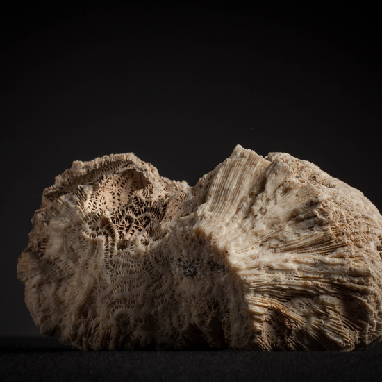 IES_CARDENALCISNEROS_CONCHAS_095