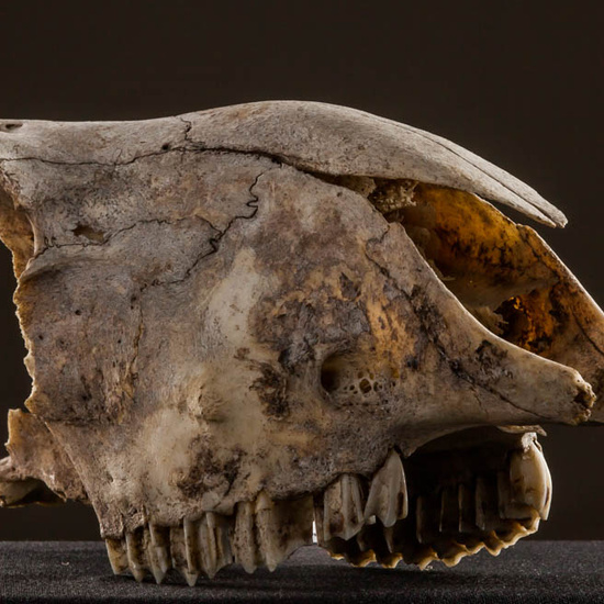 IES_ISABELLACATOLICA_BIOLOGIA_586