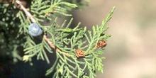 Sabina albar (Juniperus thurifera)