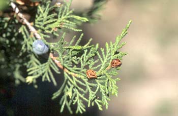 Sabina albar (Juniperus thurifera)