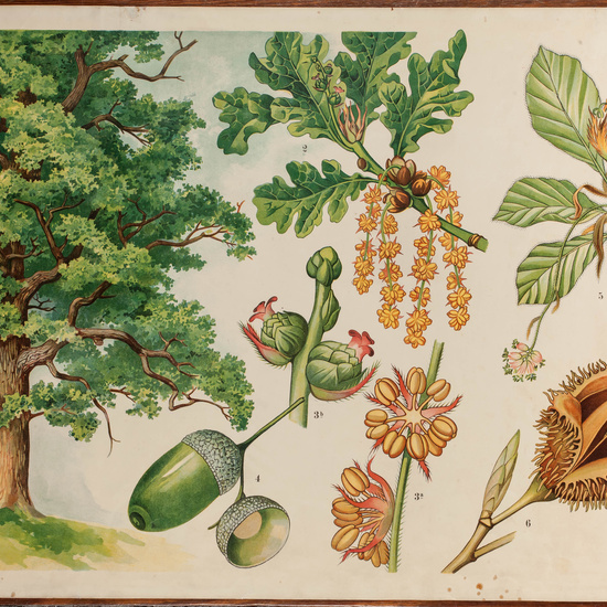 IES_CARDENALCISNEROS_BOTÁNICA_II_LÁMINAS_013