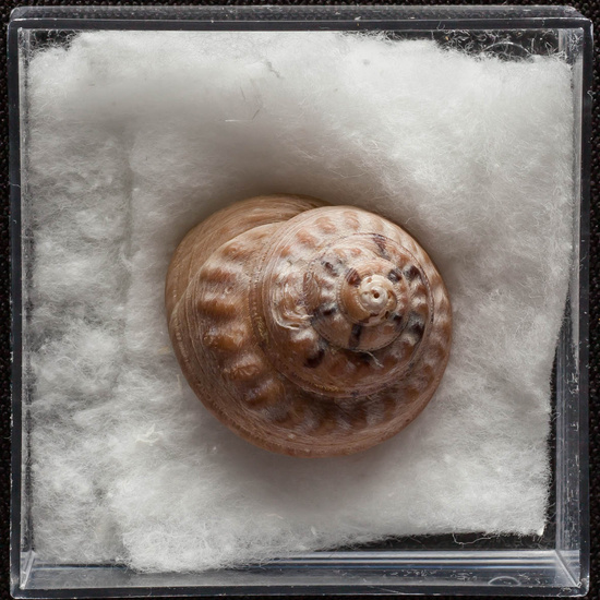 IES_ISABELLACATOLICA_BIOLOGIA_316