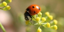 Mariquita (Coccinela septempunctata)