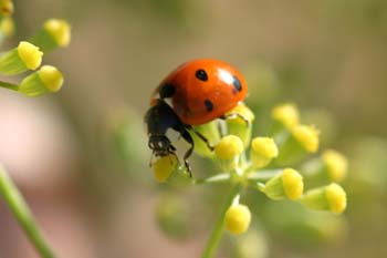Mariquita (Coccinela septempunctata)