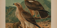 IES_CARDENALCISNEROS_AVES_LAMINAS_196