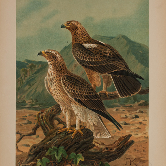 IES_CARDENALCISNEROS_AVES_LAMINAS_196