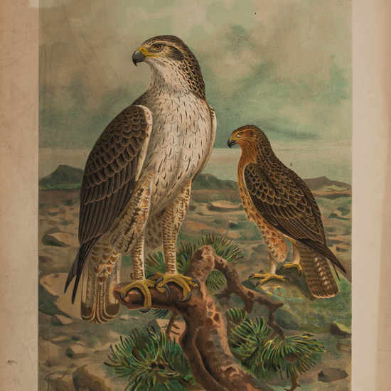 IES_CARDENALCISNEROS_AVES_LAMINAS_210