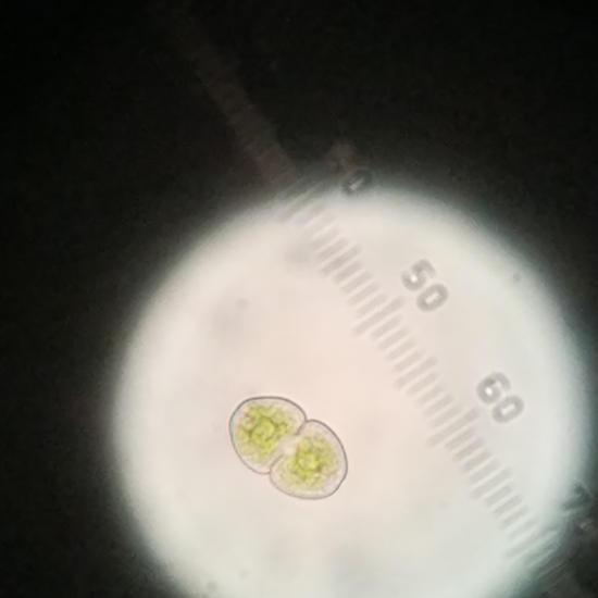 Jovel-F-01-01 roca 2 RA Cosmarium