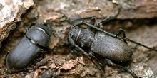 Gran Longicornio áptero (Morimus asper)