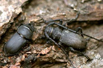 Gran Longicornio áptero (Morimus asper)