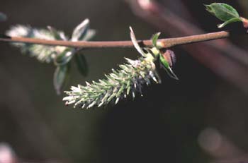 Sauce - Flor fem. (Salix sp.)