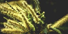 Castaño - Flor masc. (Castanea sativa)