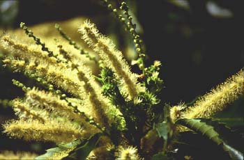Castaño - Flor masc. (Castanea sativa)