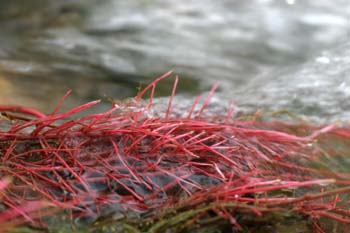 álamo negro - Raices (Populus nigra)
