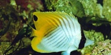 Pez mariposa (Chaetodon auriga)