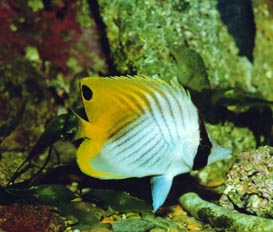 Pez mariposa (Chaetodon auriga)