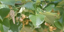 Tilo común - Hoja (Tilia platyphyllos)