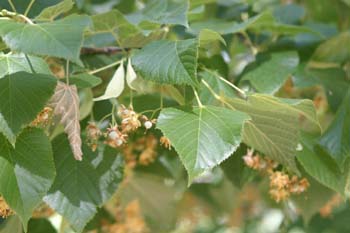 Tilo común - Hoja (Tilia platyphyllos)