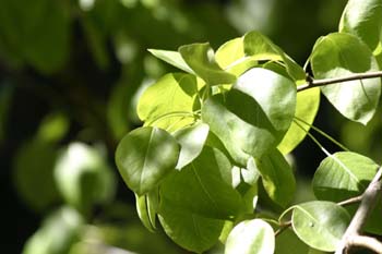 Peral - Hoja (Pyrus communis)