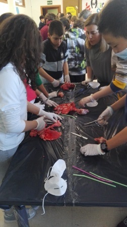 2018_02_09_DISECCION CORAZON Y PULMONES_SEXTO_CEIP FDLR_LAS ROZAS_2 16