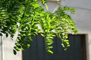 Pan y quesillo - Hoja (Robinia pseudoacacia)