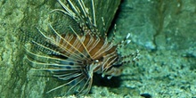 Pez escorpion (Pterois miles)