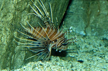 Pez escorpion (Pterois miles)