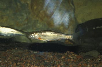 Ciprínido (Chondrostoma sp.)