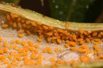 Pulgón del Pistacho - Pulgones (Baizongia pistaciae)