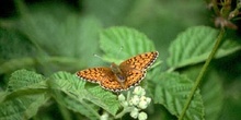 Lunares de plata (Mesoacidalia aglaja)