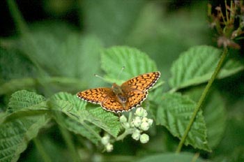 Lunares de plata (Mesoacidalia aglaja)