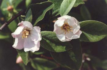 Membrillo - Flor (Cydonia oblonga)